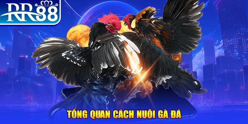 sv388 gold VA Điện Tử