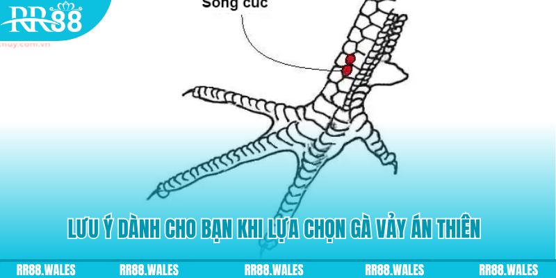 xổ số đồng nai