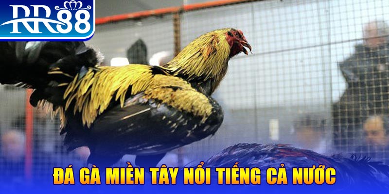 sv388 gold JILI Game Bài 3d